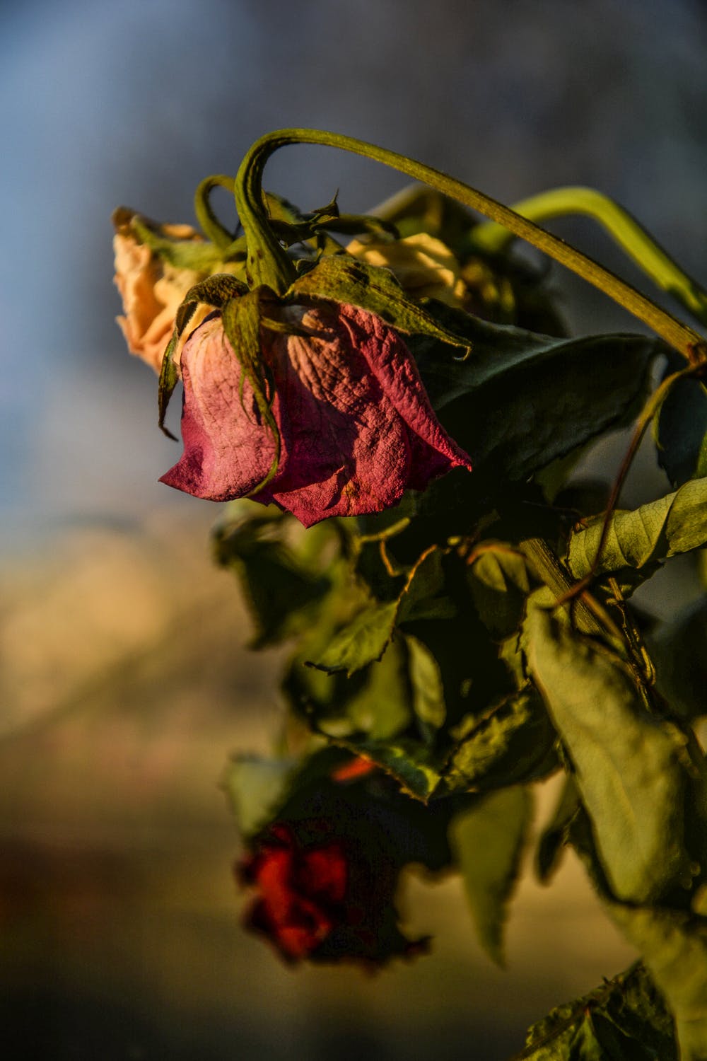 How to Make your Flowers Last Longer - TCG Floral